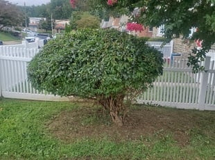 Bush Trimming by Marvin Simmons for Danyer P. in Philadelphia, PA