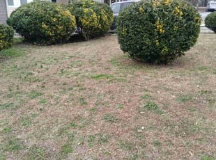 Bush Trimming by Nanda Cherry for Patrick Z. in Atlanta, GA