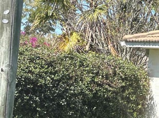 Bush Trimming by Mike Szpara for Shannon D. in Palm Coast, FL