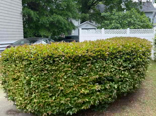 Bush Trimming by Titus Fowler for Susan J. in Norfolk, VA