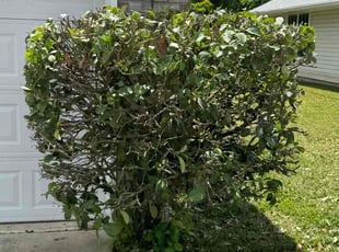 Bush Trimming by Delson Auguste for Shirley O. in Middleburg, FL