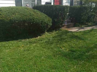 Bush Trimming by Elizabeth Williams for David F. in Rocky River, OH