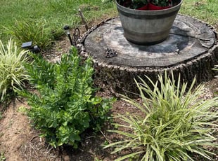 Weeding by Joseph White for Patricia D. in Alcoa, TN