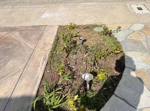 Weeding by Nicholas Poulsen for Mark M. in San Diego, CA