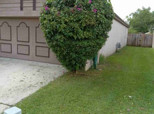 Bush Trimming by Marvel Carmichael for martin d. in Longwood, FL