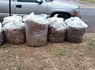Leaf Removal by Gralin Johnson for Katie A. in Arlington, TX