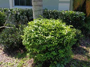 Bush Trimming by Chester Butler for Neidre H. in Tampa, FL