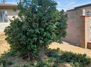 Bush Trimming by Ryan Eldridge for Samuel M. in Muscoy, CA