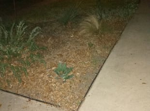 Leaf Removal by Benjamin Garza for Esteban D. in San Antonio, TX