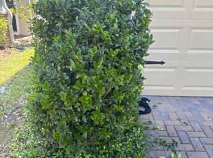 Bush Trimming by Robert Myers for Anna H. in Casselberry, FL