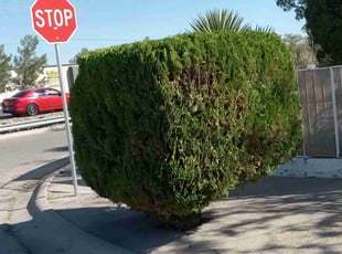 Bush Trimming by Angel Sandoval for Hector M. in El Paso, TX