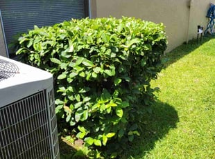 Bush Trimming by Carlos Martinez for JANIRA G. in Orlando, FL