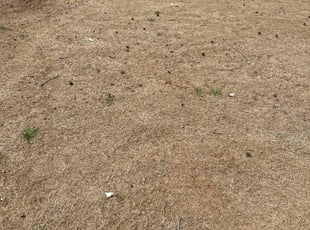 Leaf Removal by Chris Trauner for Harley R. in Madison, AL