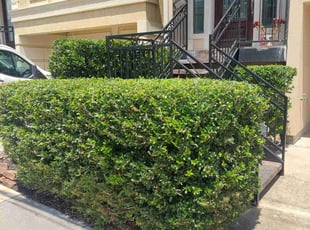 Bush Trimming by Antonio Villasenor for Ethan M. in Houston, TX