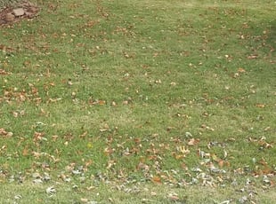 Leaf Removal by Anna Flint for Al B. in Blue Springs, MO