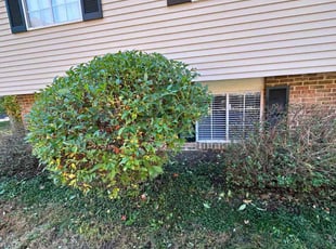 Bush Trimming by Fidel Rodriguez for Caitlin R. in Springfield, VA