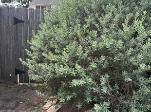 Bush Trimming by Jesus Hernandez for Libbi R. in Houston, TX