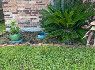 Weeding by Heriberto Lopez for Grayson B. in Corpus Christi, TX