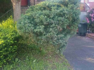 Bush Trimming by Daniel DomΓnguez for Edward S. in Holland, PA