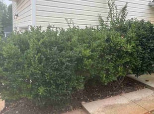 Bush Trimming by Jason Hembree for Euphrates Y. in Douglasville, GA