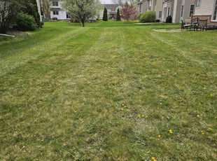 Aline A.'s Lawn Care service result