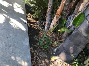 Bush Trimming by Santos Pereira for Kathleen P. in Los Angeles, CA