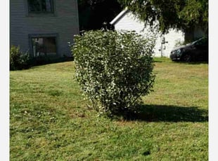 Bush Trimming by John Bouwman for Joel H. in Grand Rapids, MI