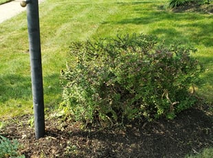 Bush Trimming by Antonio Pena for Jeff T. in Fishers, IN