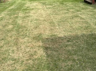Vasile G.'s Lawn Mowing service result
