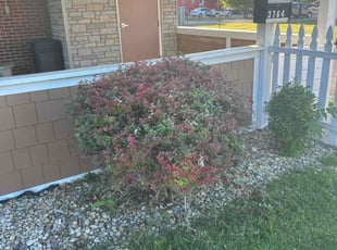 Bush Trimming by Chris Smith for Sheldon F. in Indianapolis, IN