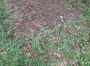 Leaf Removal by Desean Bennett for Tracey A. in Oxon Hill, MD