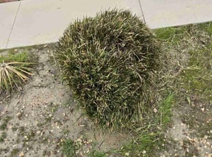 Bush Trimming by Jose Hernandez for Gary C. in Hemet, CA