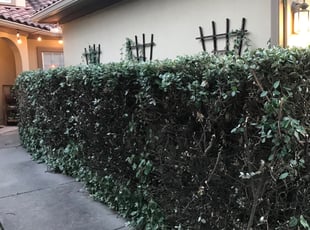 Bush Trimming by Matius Rivera for Scott B. in Austin, TX