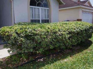 Bush Trimming by John Weber for Lyza V. in Kissimmee, FL