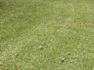 Brandt M.'s Lawn Service service result
