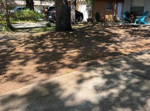 Leaf Removal by Felipe Dothe for Sara Q. in Pinellas Park, FL