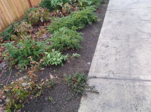 Weeding by Dana Knickerbocker for Rena Y. in Renton, WA