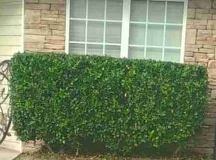 Justus C.'s Bush Trimming service result