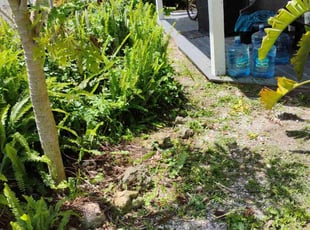 Weeding by Cedric Lee for Tiffany B. in Land O' Lakes, FL