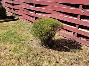 Bush Trimming by Miguel Rodriguez for Bridgette L. in Stockton, CA