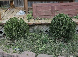 Bush Trimming by Devin Welch for Alissa G. in Wichita, KS