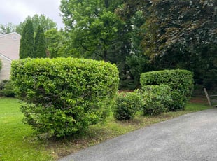 Bush Trimming by JosuΓ© and Eduardo Tena for Greg S. in Columbia, MD