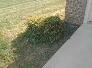 Bush Trimming by Robert Pittman for Desmond F. in Delaware, OH
