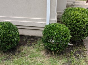 Bush Trimming by Robert Rust for Leah S. in Southaven, MS