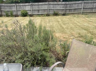Weeding by Tristan Spradlin for Sami E. in Lexington, KY