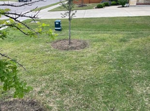 Weeding by Joshua Benouis for Zack M. in Pflugerville, TX