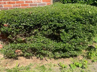 Bush Trimming by Derrick Withers for Cherie D. in Benton, AR