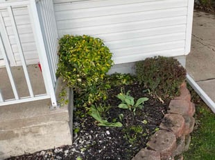 Bush Trimming by JR Lewis for Tamica M. in Eastpointe, MI