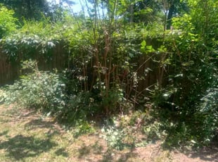 Bush Trimming by Karushoun Kelly for Michael h. in Jacksonville, AR