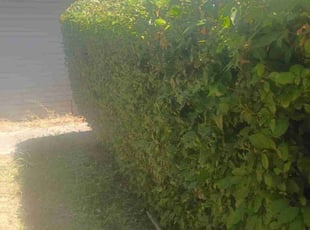 Kassandra w.'s Bush Trimming service result